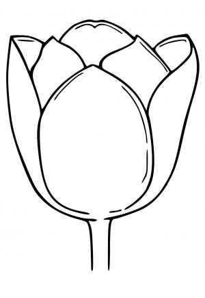 Тюльпан